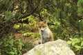 Tound Fox in forest Royalty Free Stock Photo