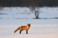 Fox in the winter Royalty Free Stock Photo