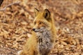 Fox in winter fur in late autumn in the forest against a background of fallen leaves Royalty Free Stock Photo