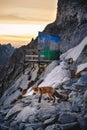 Fox in winter mountain at sunset