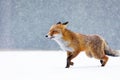 Fox in winter. Red fox, Vulpes vulpes, sniffs about prey on forest meadow in snowfall. Orange fur coat animal hunting in snow.