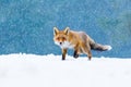 Fox in winter. Red fox, Vulpes vulpes, sniffs about prey on forest meadow in snowfall. Orange fur coat animal hunting in snow. Royalty Free Stock Photo