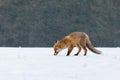 Fox in winter. Red fox, Vulpes vulpes, sniffs about prey on forest meadow in snowfall. Orange fur coat animal hunting in snow.