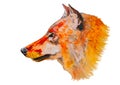 Fox or wolf head watercolor drawing Royalty Free Stock Photo