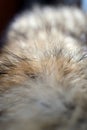Fox wool collar is dried before use closeup