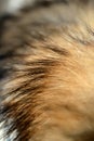 Fox wool collar is dried before use closeup