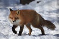 A fox in Alaska Zoo