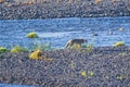 Fox in Yellowstone National Park stalking ducks in river. Royalty Free Stock Photo