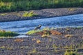 Fox in Yellowstone National Park stalking ducks in river. Royalty Free Stock Photo