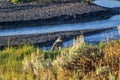 Fox in Yellowstone National Park stalking ducks in river.