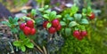 Foxberries in marshy woodlands. Royalty Free Stock Photo