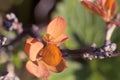 foxberry (Arctostaphylos