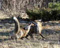 Red Fox Photo Stock. Fox Image. Foxes fighting in the forest with a blur forest background in their environment and habitat. Fox