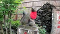 Foxes, guardian foxes, shrine, Osan-inari, Koki-benzaiten, shrine