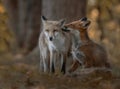 Foxes interacting in the forest in autumn Royalty Free Stock Photo
