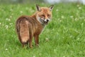 Red Fox Scientific name: Vulpes vulpes Royalty Free Stock Photo