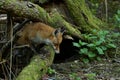 Red Fox Scientific name: Vulpes vulpes Royalty Free Stock Photo