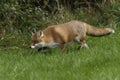 Red Fox Scientific name: Vulpes vulpes Royalty Free Stock Photo