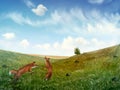 Foxes Playing In A Field - Digital Painting