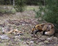 Red Fox Photo Stock. Fox Image. Foxes playing, fighting, revelry, interacting with a behaviour of conflict in their environment