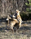 Red Fox Photo Stock. Foxes trotting, playing, fighting with a behaviour of conflict in their environment and habitat with a blur