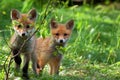 Foxes in the wild