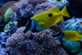 Foxface Rabbitfish