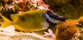 Foxface rabbitfish in closeup, beautiful portrait of a tropical fish from the pacific ocean, popular pet in aquaculture