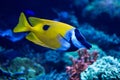 Foxface Rabbitfish