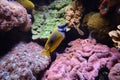 Foxface Rabbitfish at Genoa Aquarium