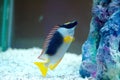 The foxface rabbitfish