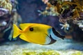 Foxface rabbitfish (Siganus vulpinus) fish underwater in sea