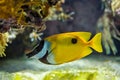 Foxface rabbitfish Siganus vulpinus fish underwater in sea