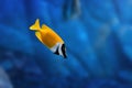 Foxface Rabbitfish - Marine Fish