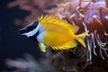 Foxface rabbitfish Siganus vulpinus. Royalty Free Stock Photo