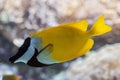 Foxface rabbitfish Siganus vulpinus. Royalty Free Stock Photo