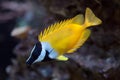 Foxface rabbitfish Siganus vulpinus. Royalty Free Stock Photo