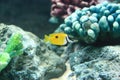 Foxface rabbitfish