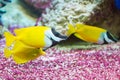 Foxface rabbitfish. Siganus vulpinus