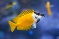 Foxface rabbitfish Siganus vulpinus. Royalty Free Stock Photo