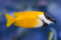 Foxface rabbitfish Siganus vulpinus.