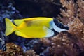 Foxface rabbitfish (Siganus vulpinus). Royalty Free Stock Photo