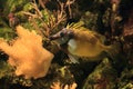 Foxface rabbitfish