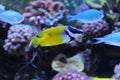 Foxface rabbitfish Royalty Free Stock Photo