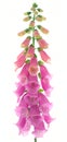 Foxglove