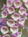 Foxglove