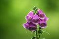 Foxglove