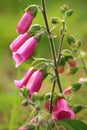 Foxglove