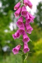 Foxglove