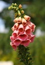 Foxglove in the Albert park Auckland,New Zealand Royalty Free Stock Photo